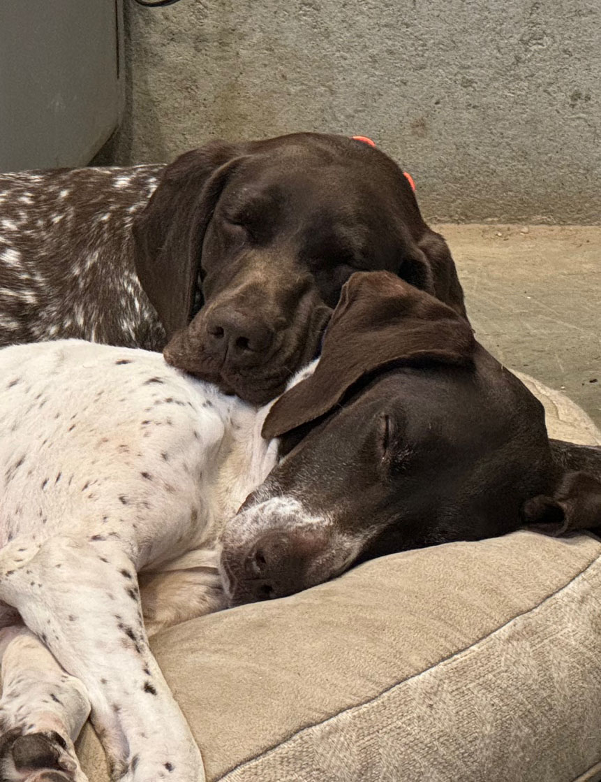 Holly and Maybelle German Shorthair pointers laying together