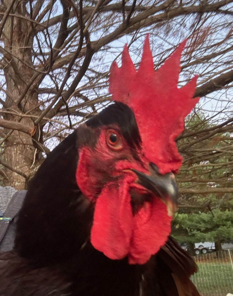 Red Baron the Rooster at Grown On Oak Grove, LLC.
