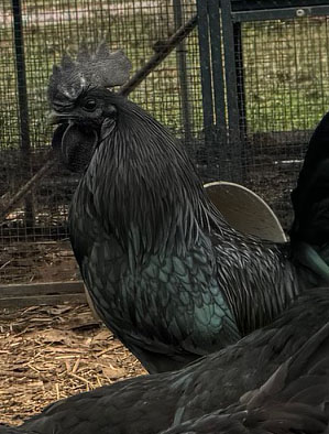 Voodoo the Ayam Cemani